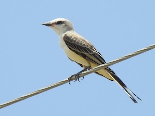 Scissor-tailed Flycatcher - eBird