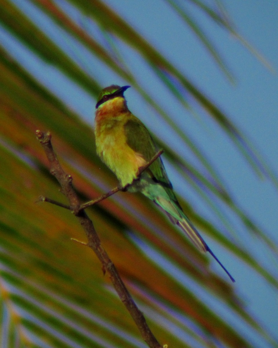 Blue-tailed Bee-eater - ML65685021
