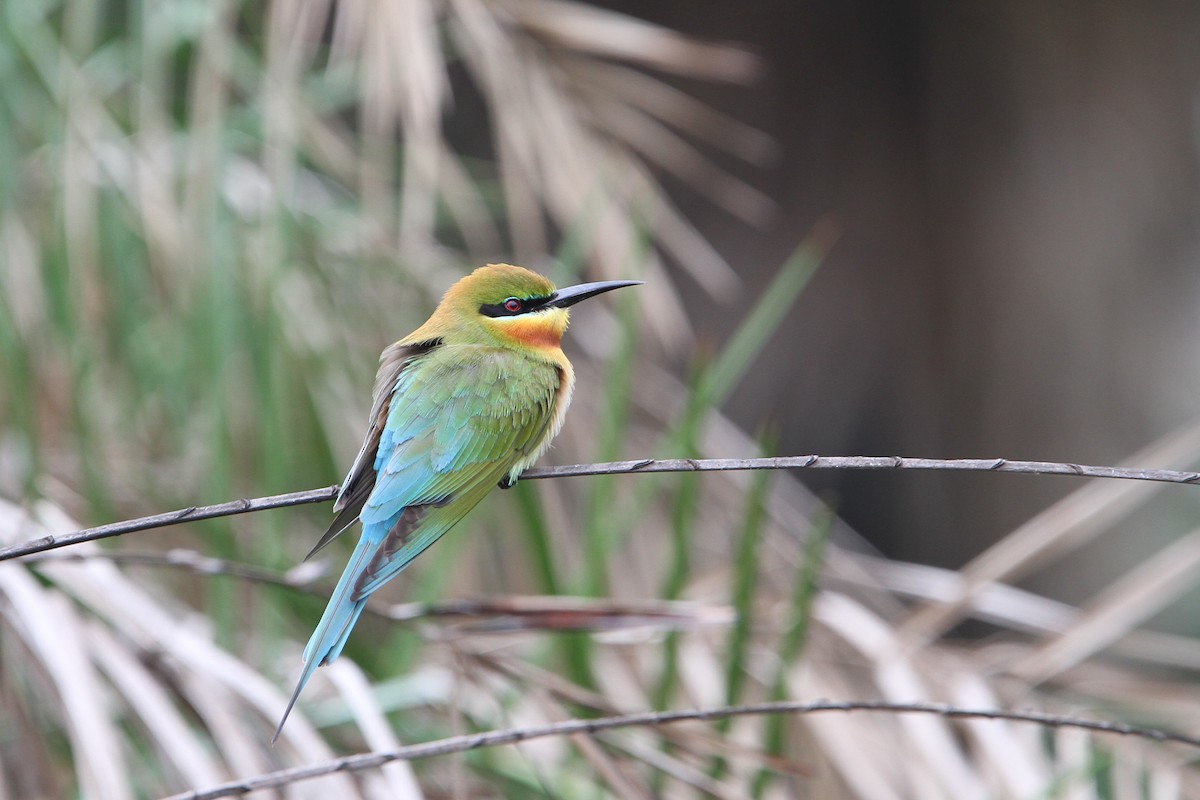 Blue-tailed Bee-eater - Christoph Moning