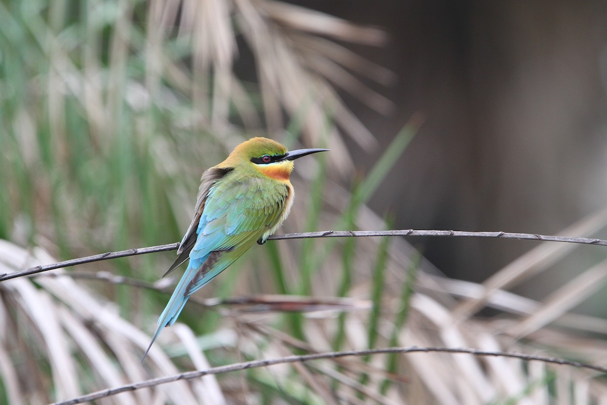 Blue-tailed Bee-eater - ML65685081