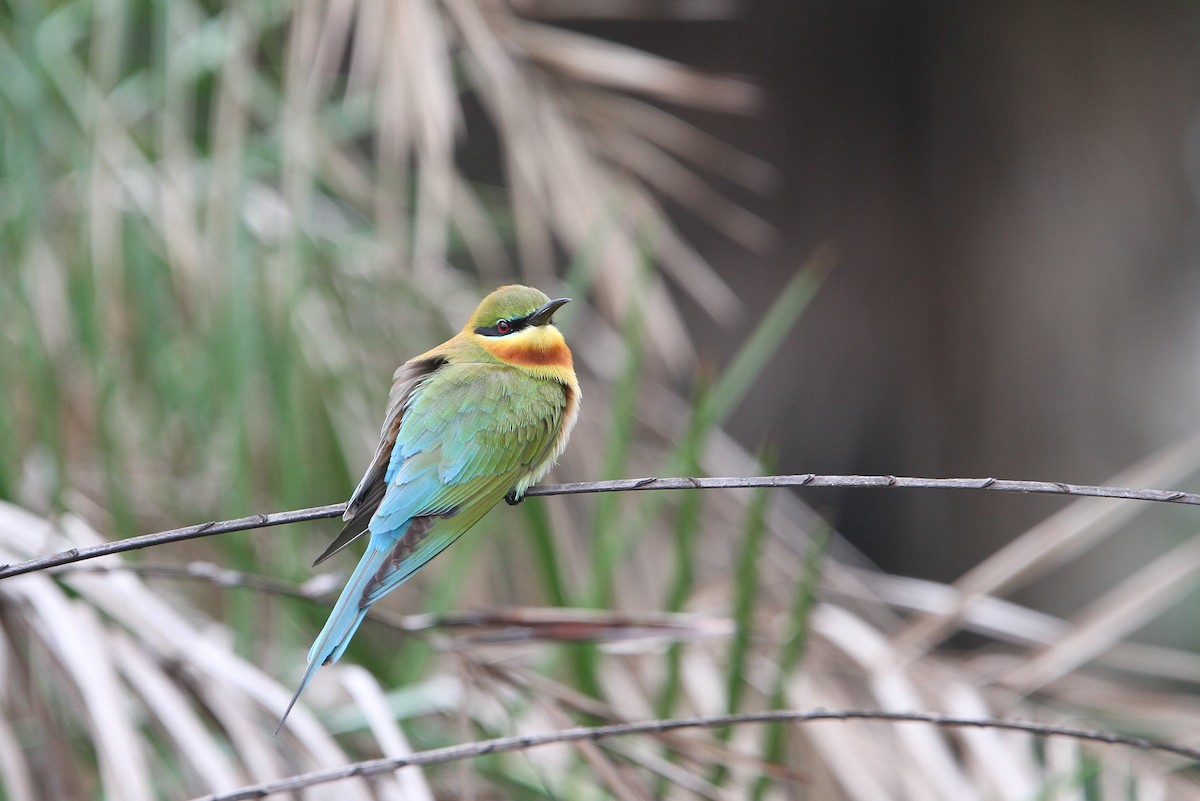 Blue-tailed Bee-eater - ML65685091