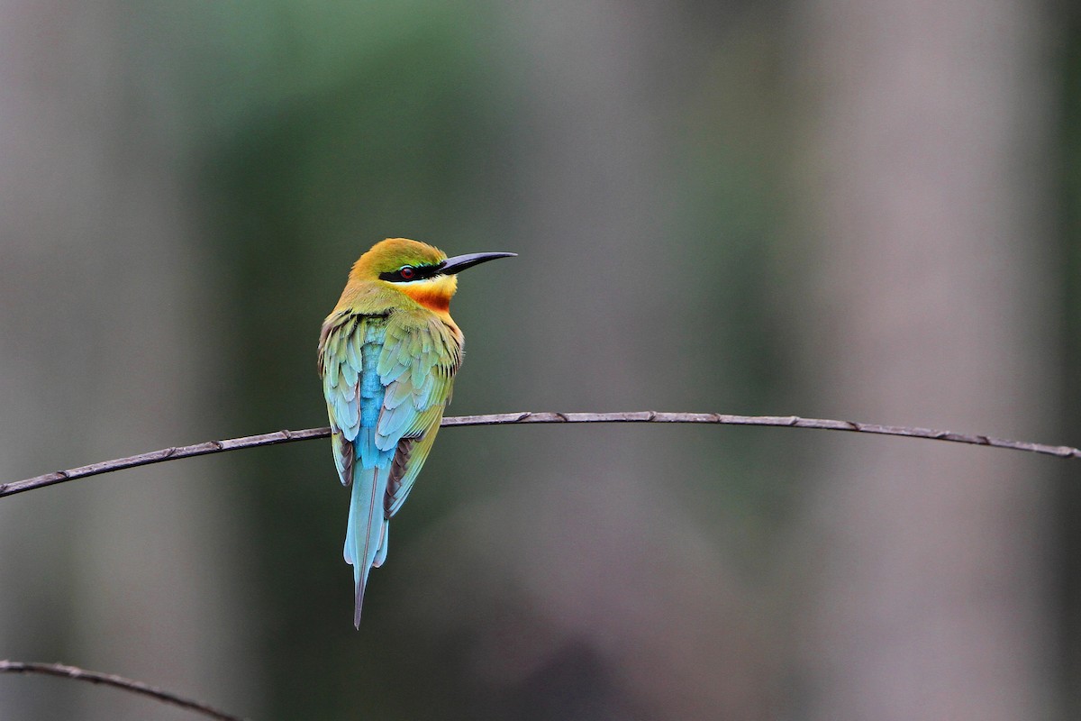 Blue-tailed Bee-eater - ML65685101