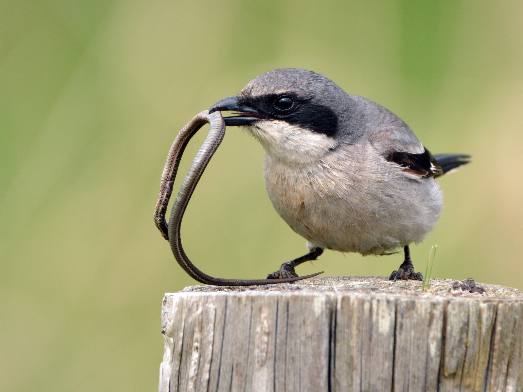 Loggerhead Shrike - Christopher Clark