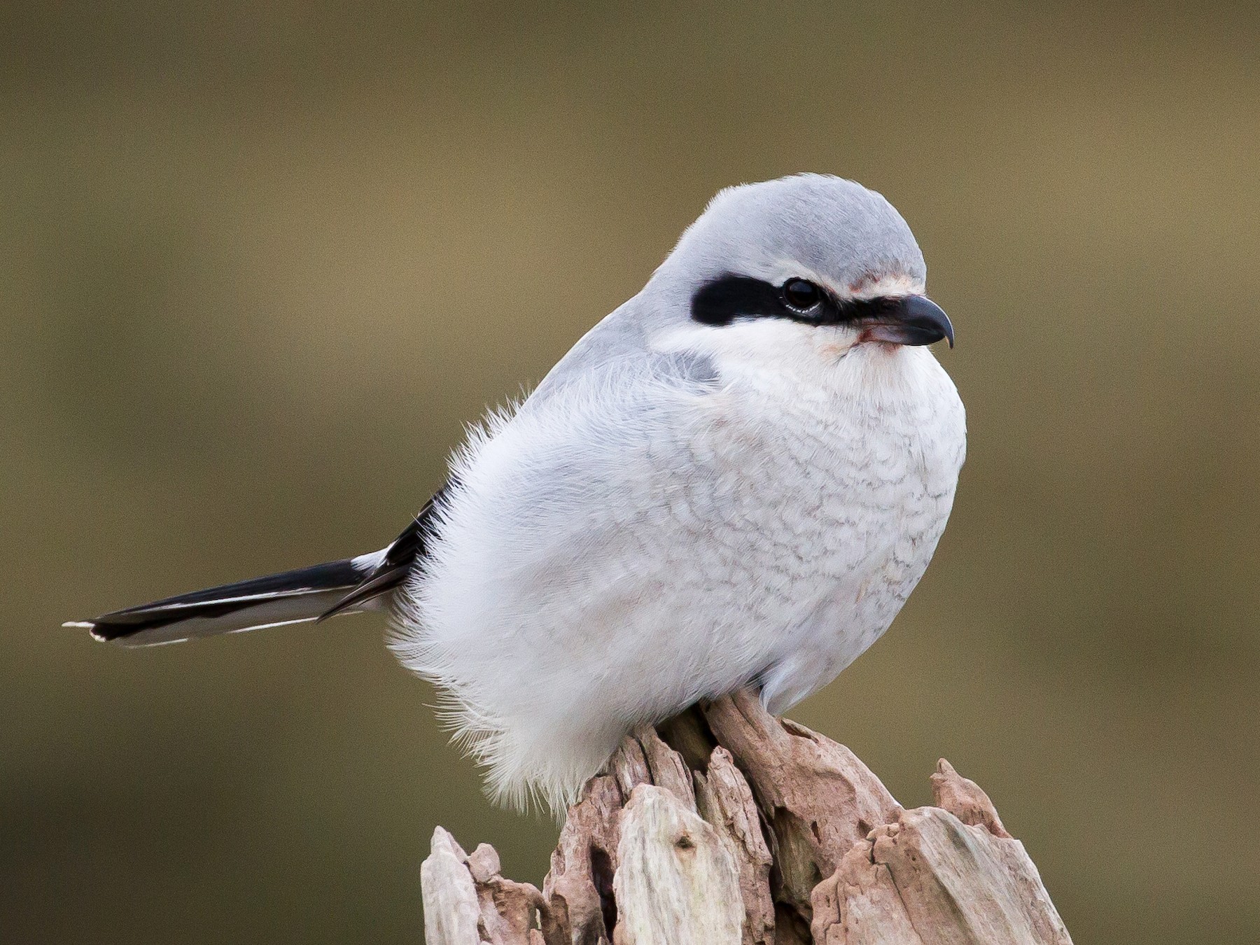 Northern Shrike - Ian Burgess