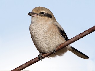 Молодая птица - Brian Sullivan - ML65685841