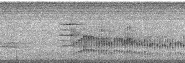Ak Kulaklı Barbet - ML65686