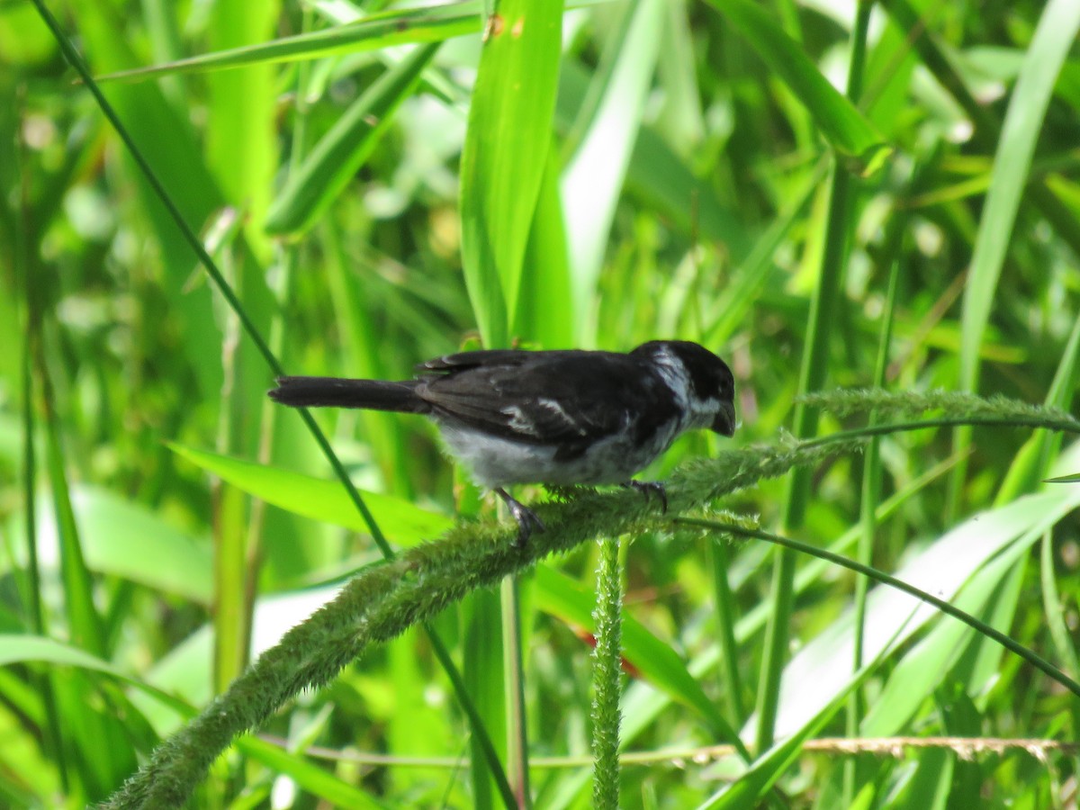 Wing-barred Seedeater - ML65686201