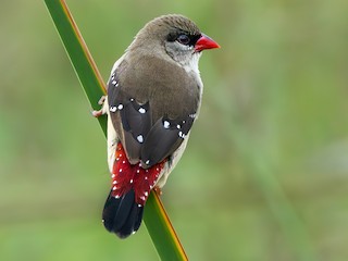 Red Avadavat - eBird