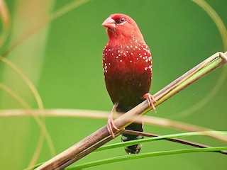 Red Avadavat - eBird