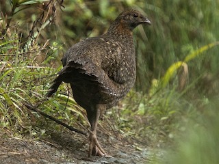 Immature male - ML656891716