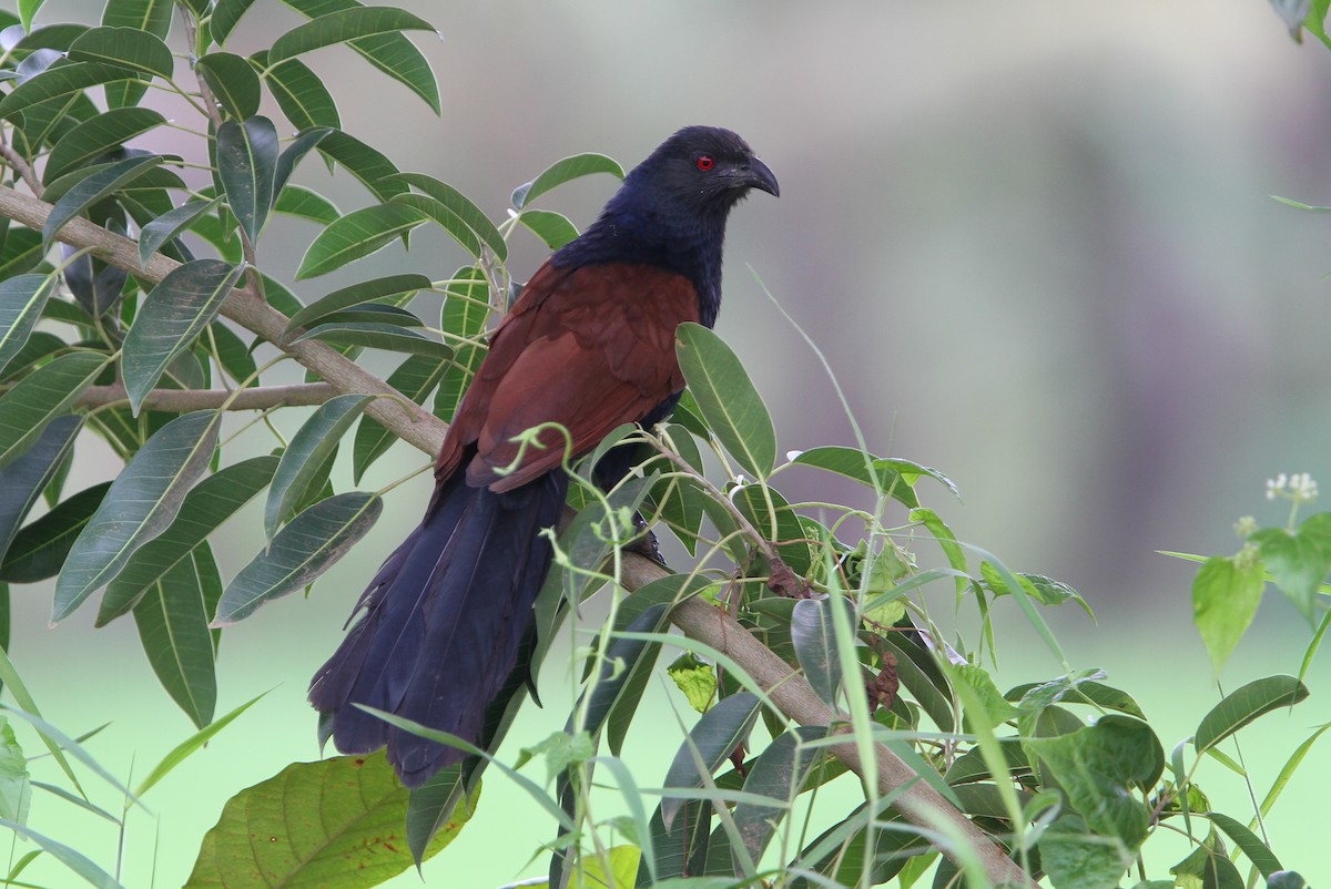 Greater Coucal (Southern) - ML65689451