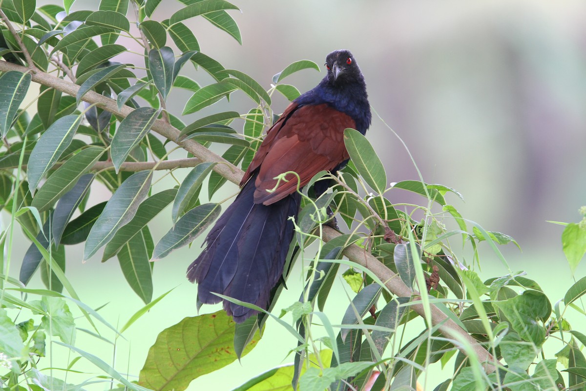 Greater Coucal (Southern) - Christoph Moning