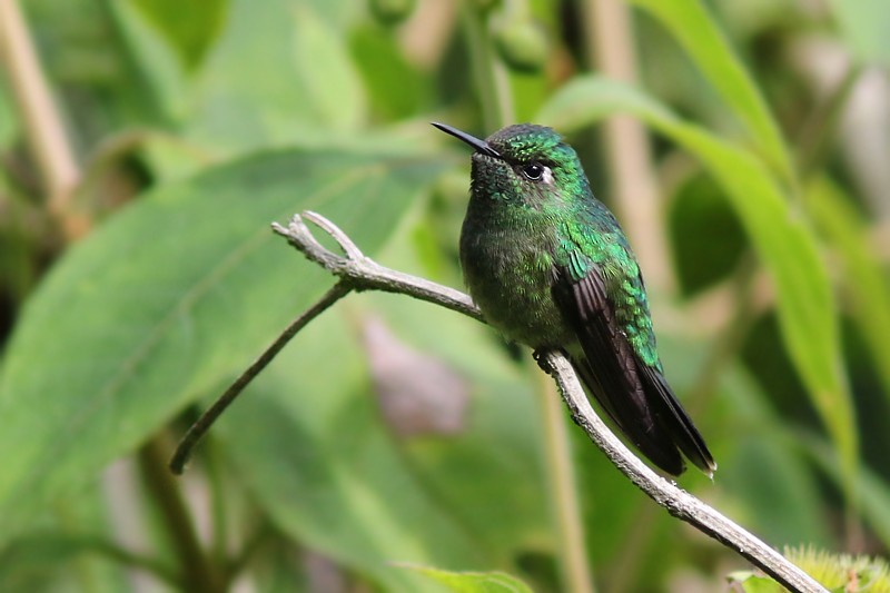 Emerald-chinned Hummingbird - ML65690131