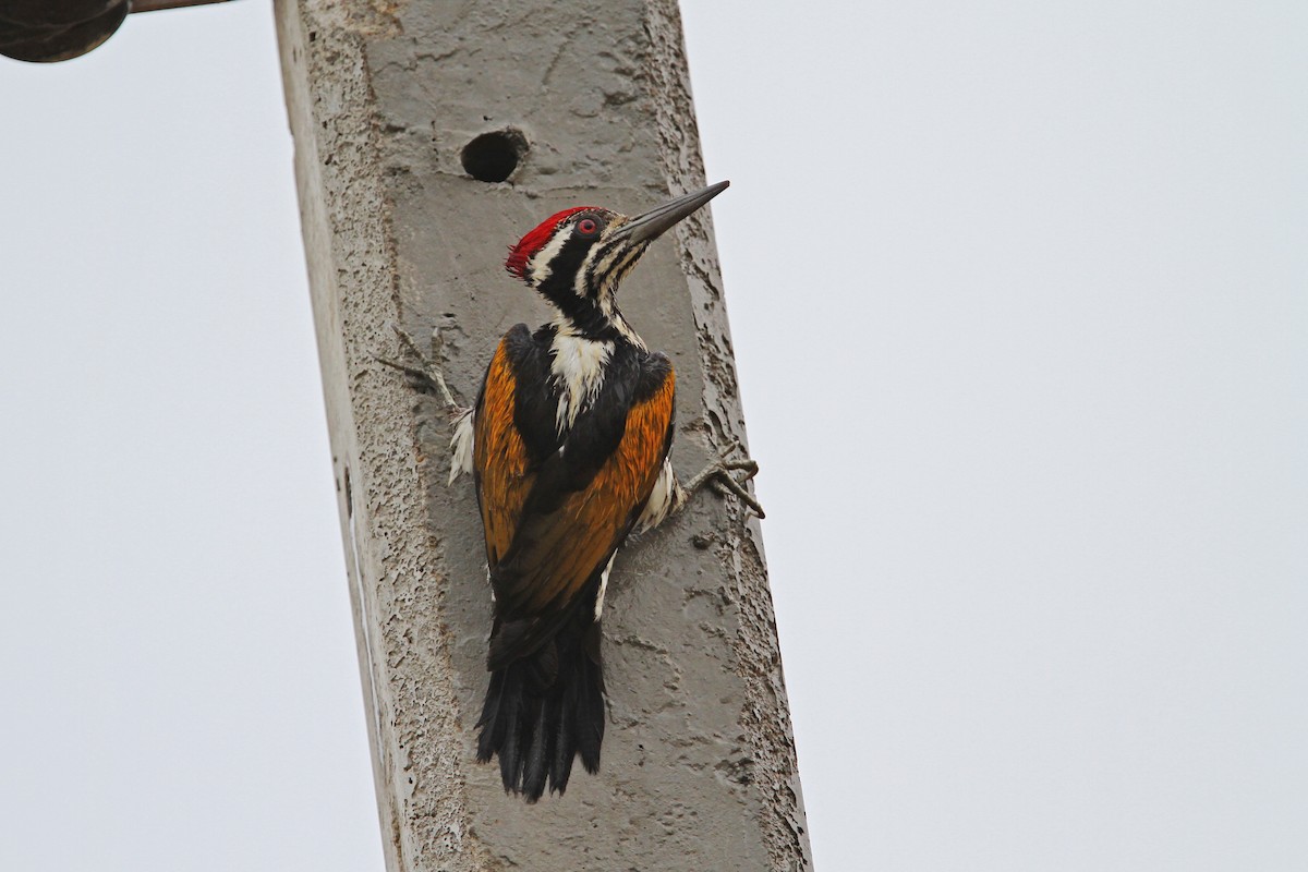 White-naped Woodpecker - Christoph Moning