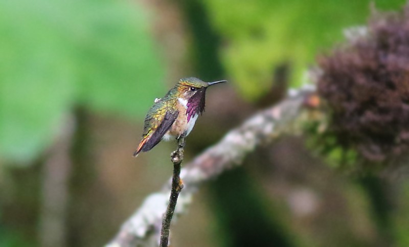 Wine-throated Hummingbird - Amy McAndrews