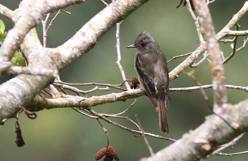 Greater Pewee - ML65692731