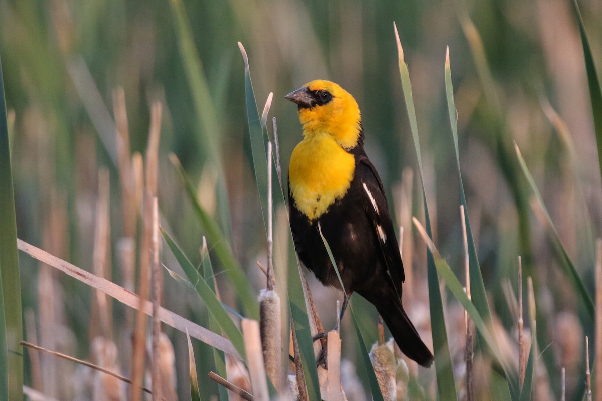 Yellow-headed Blackbird - ML65692881