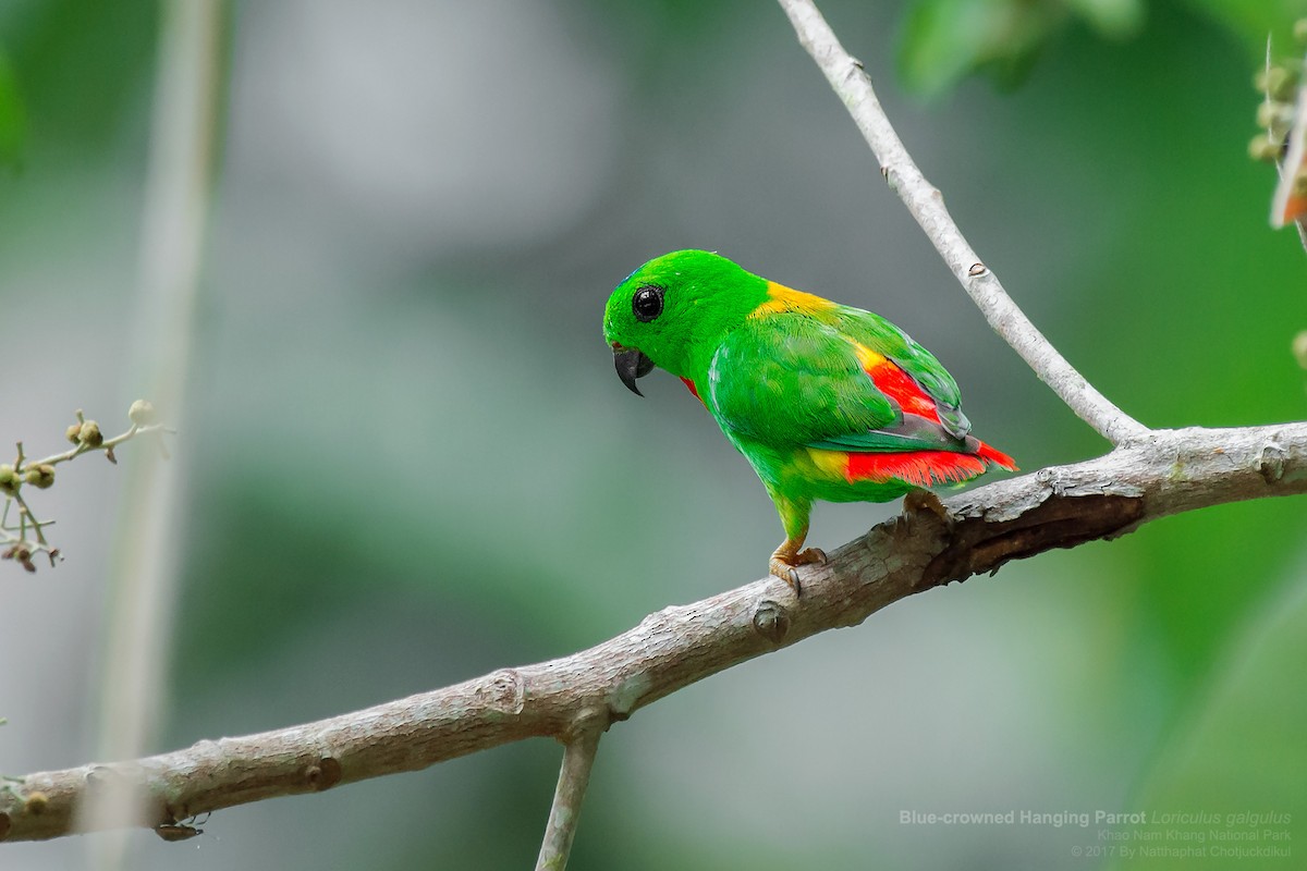 Blue-crowned Hanging-Parrot - ML65692991