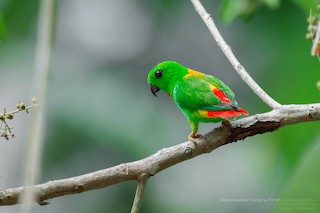 Blue Crowned Hanging Parrot Loriculus Galgulus Birds Of The World