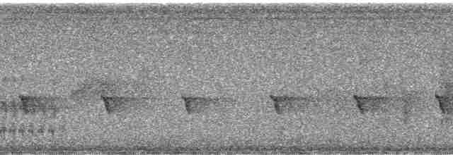 Ak Kulaklı Barbet - ML65693