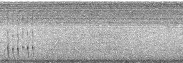 Ak Kulaklı Barbet - ML65694