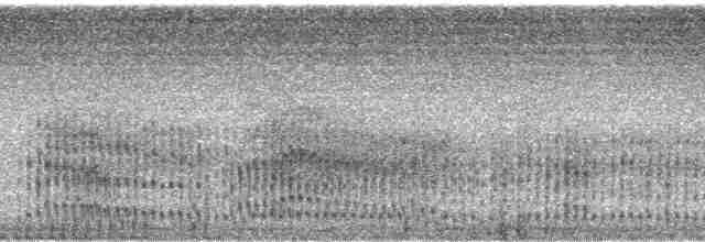 Ak Kulaklı Barbet - ML65695