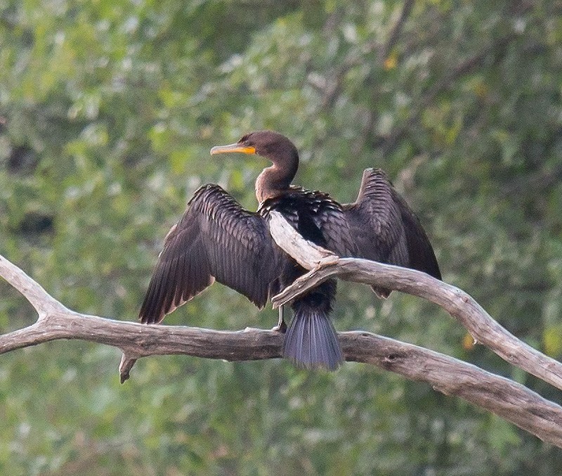 Double-crested Cormorant - Mike Bailey