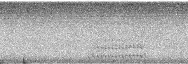 Ak Kulaklı Barbet - ML65699