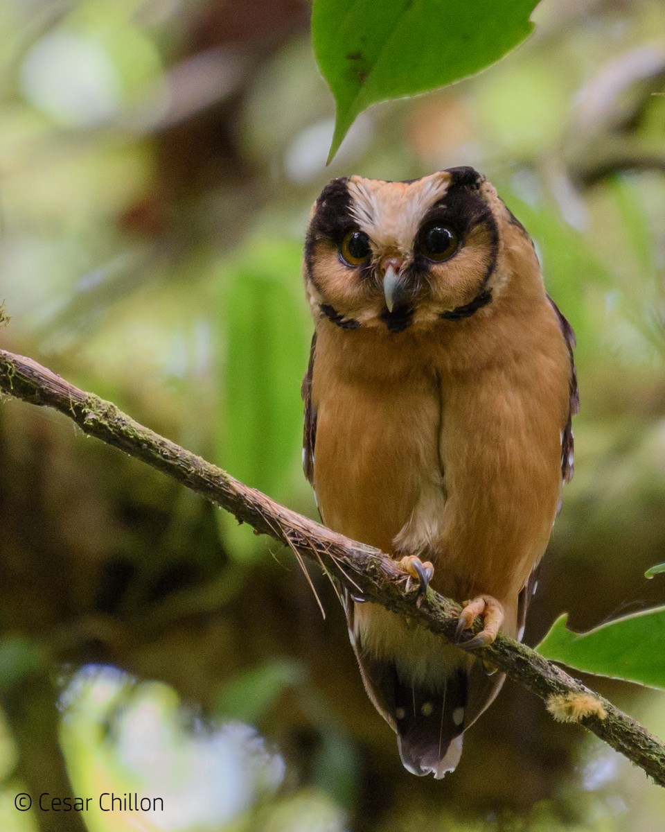 Buff-fronted Owl - ML65699621