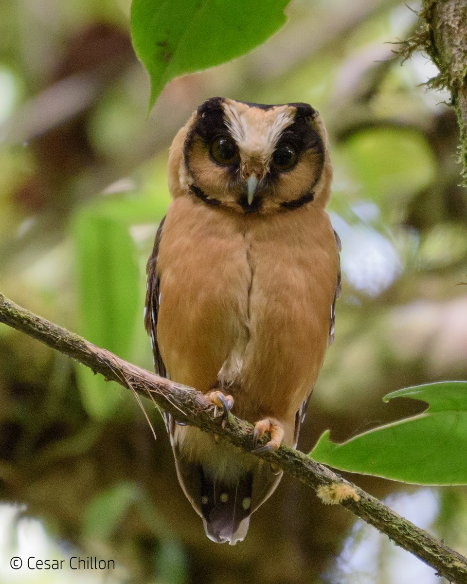 Buff-fronted Owl - ML65699691