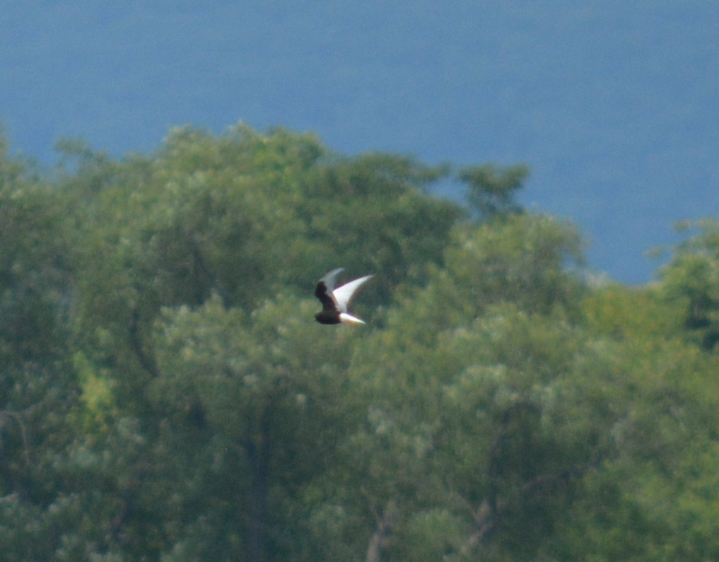 White-winged Tern - ML65701161