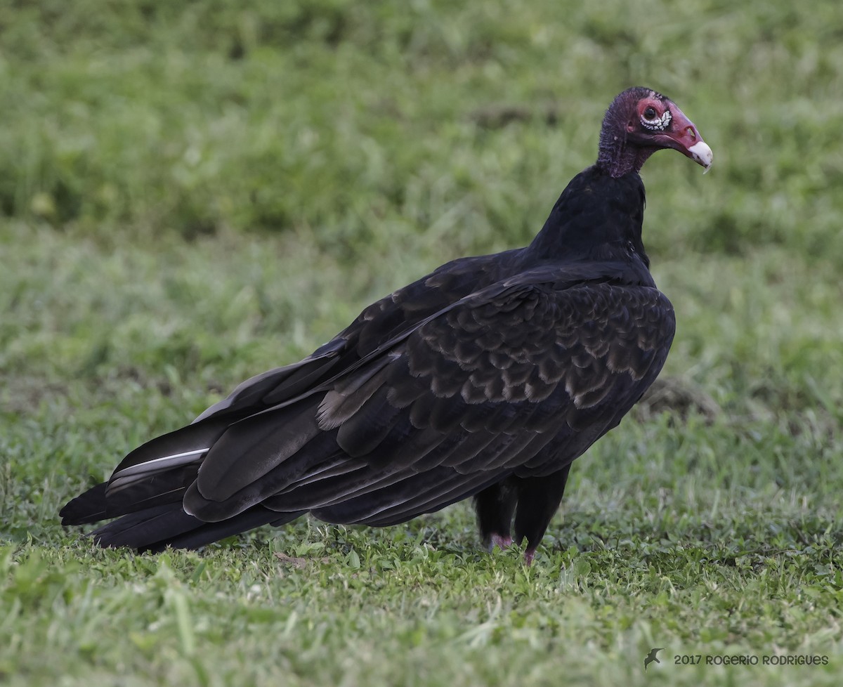 Turkey Vulture - Rogério Rodrigues