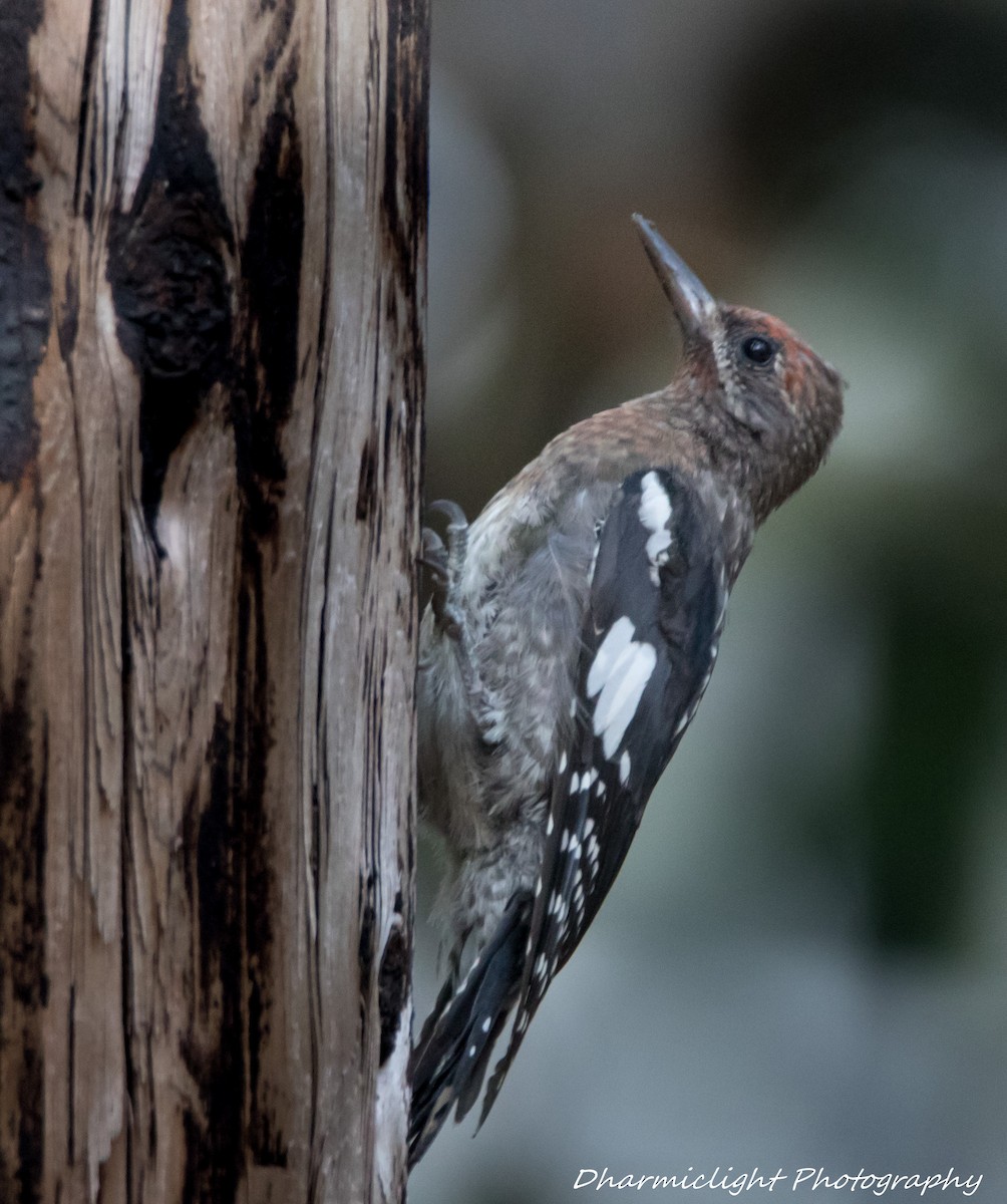 woodpecker sp. - Susan Nagi