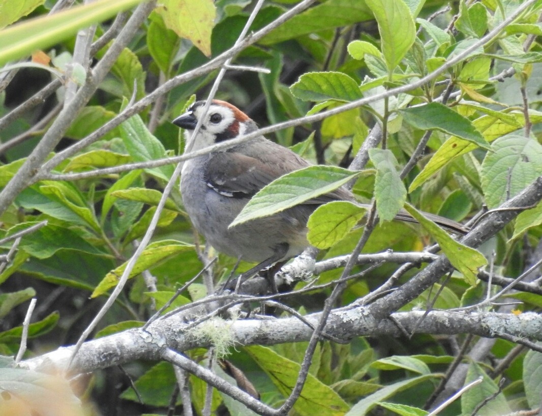 White-faced Ground-Sparrow - Francisco Dubón