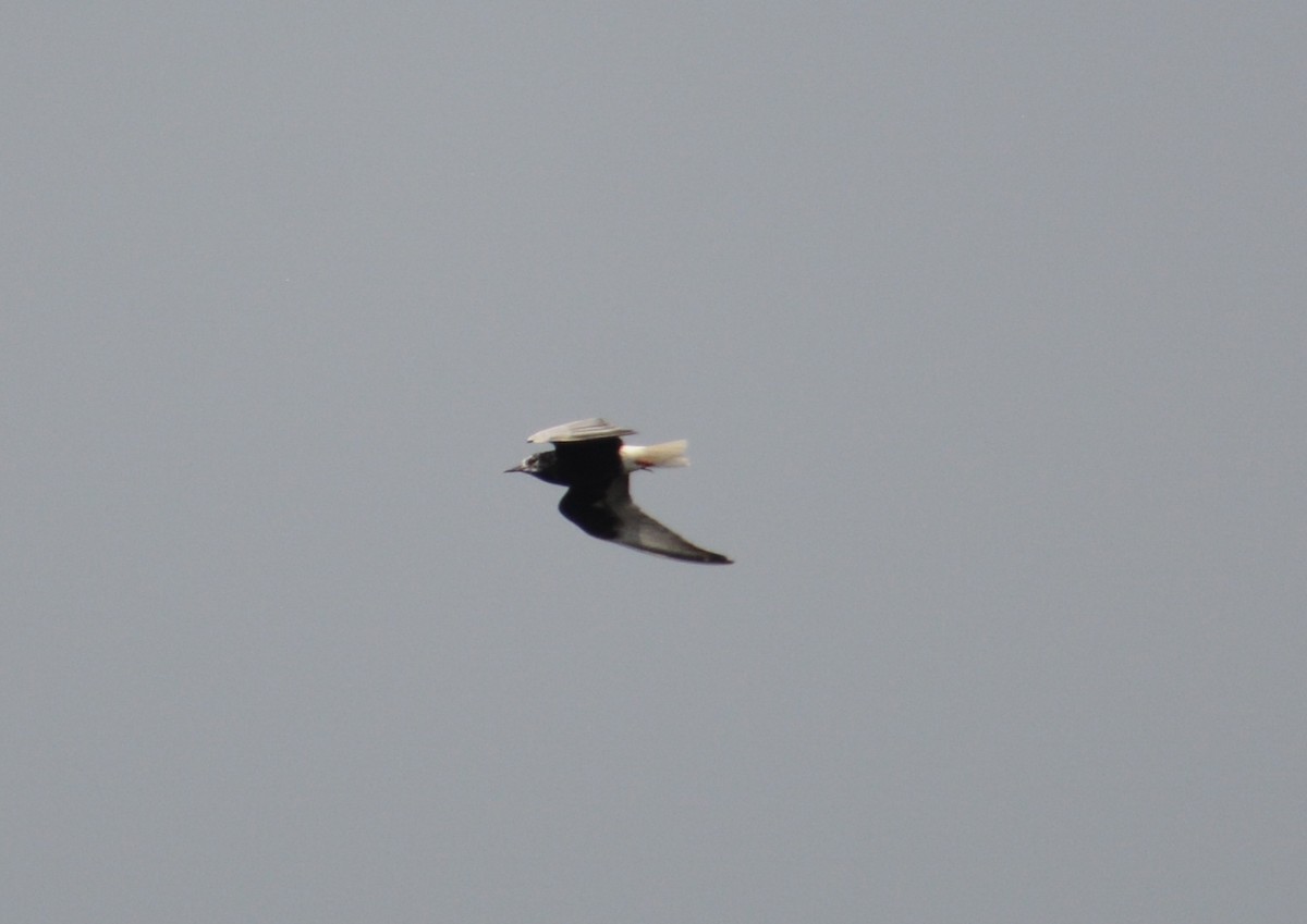 White-winged Tern - ML65705381