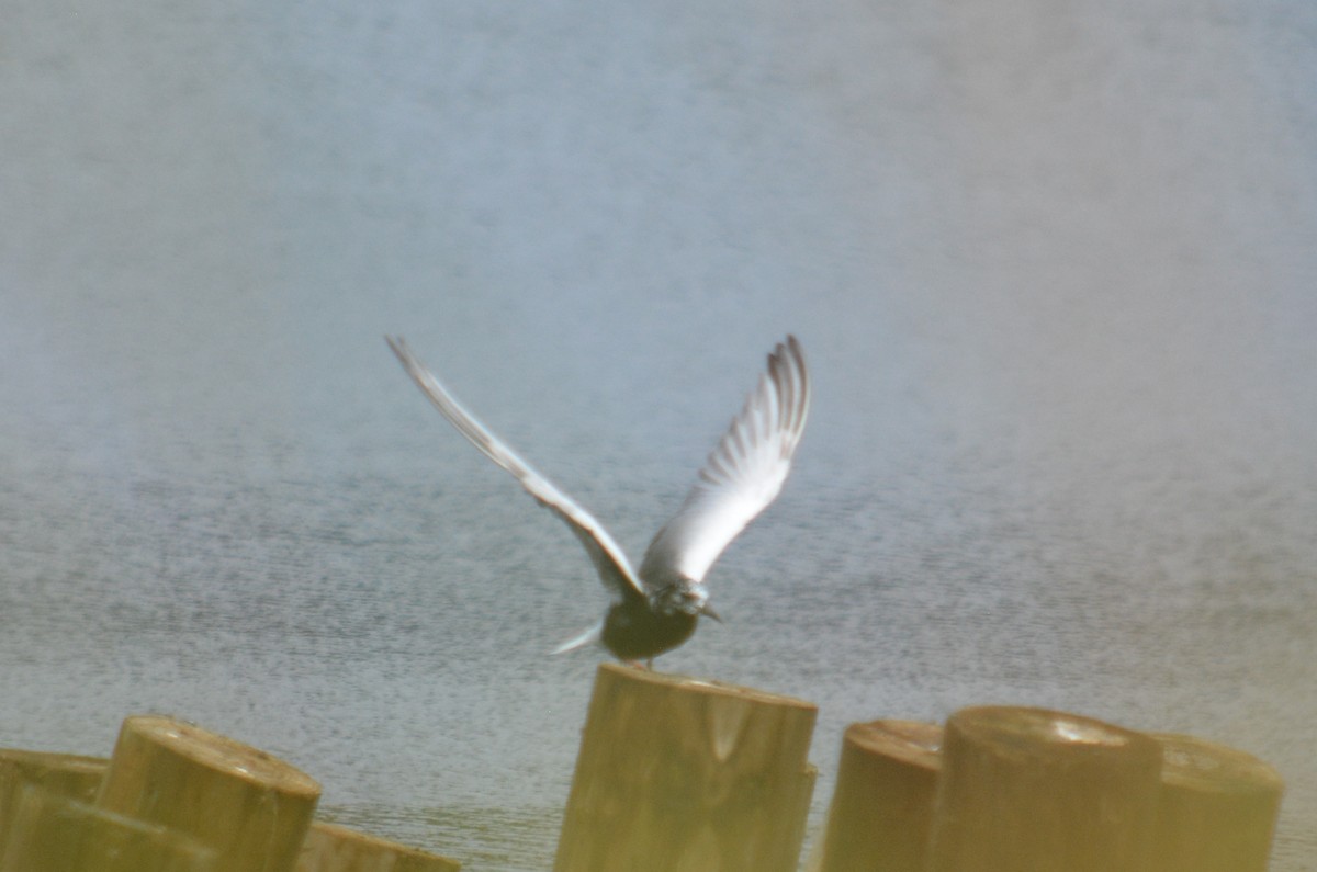 White-winged Tern - Rich Hanlon