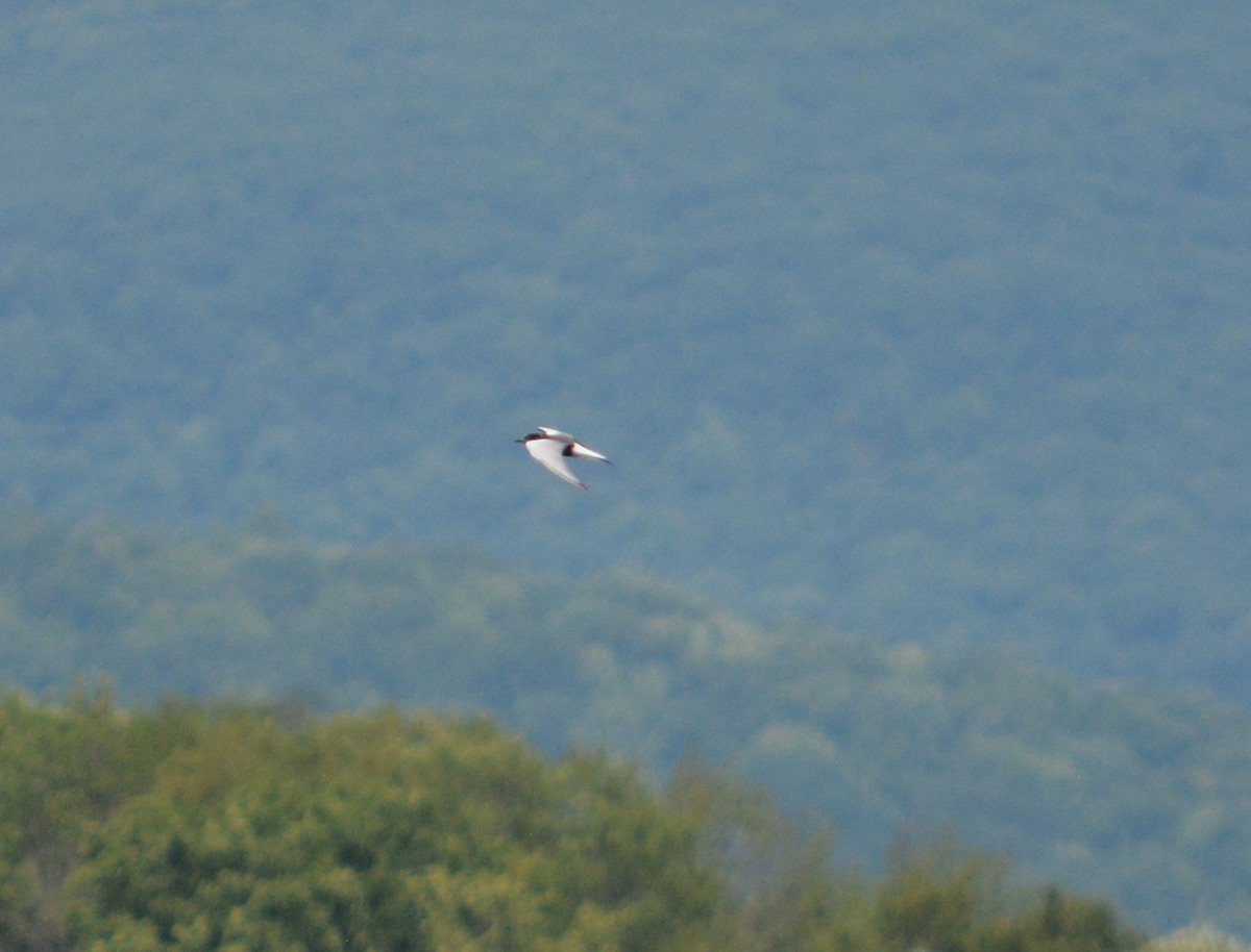 White-winged Tern - ML65705451