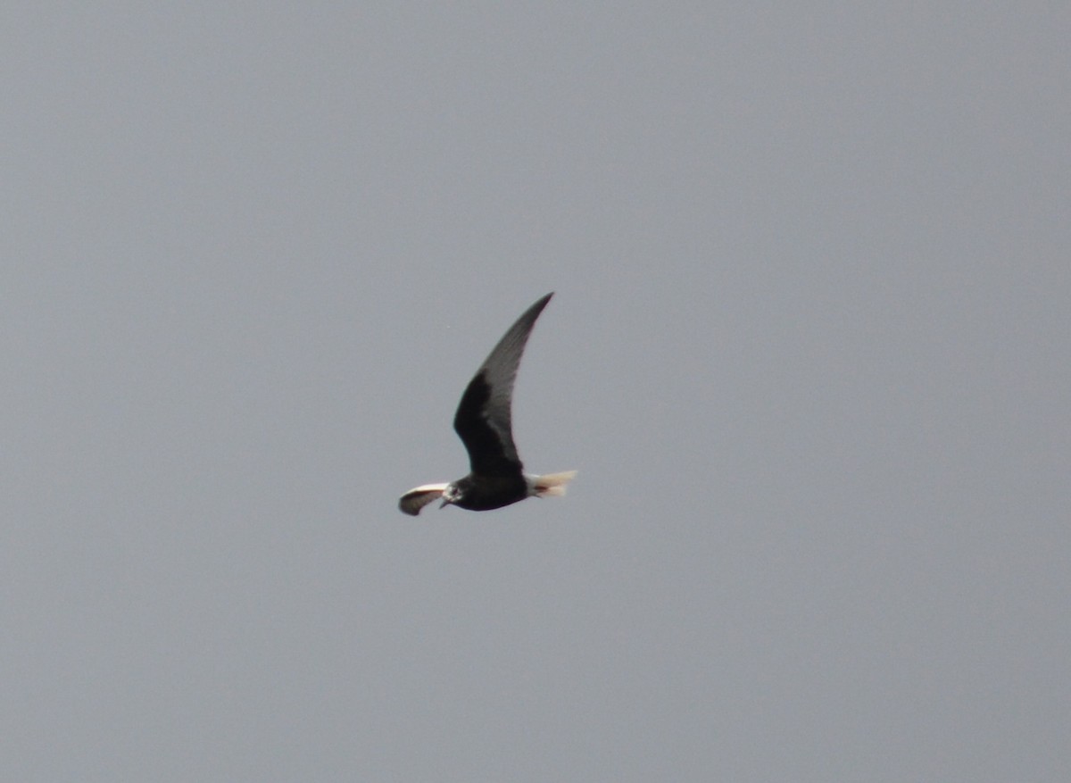 White-winged Tern - ML65705471