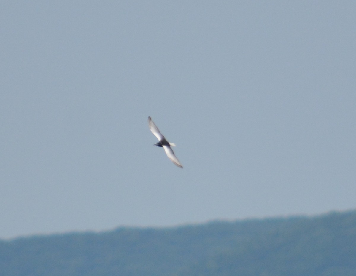 White-winged Tern - ML65707431