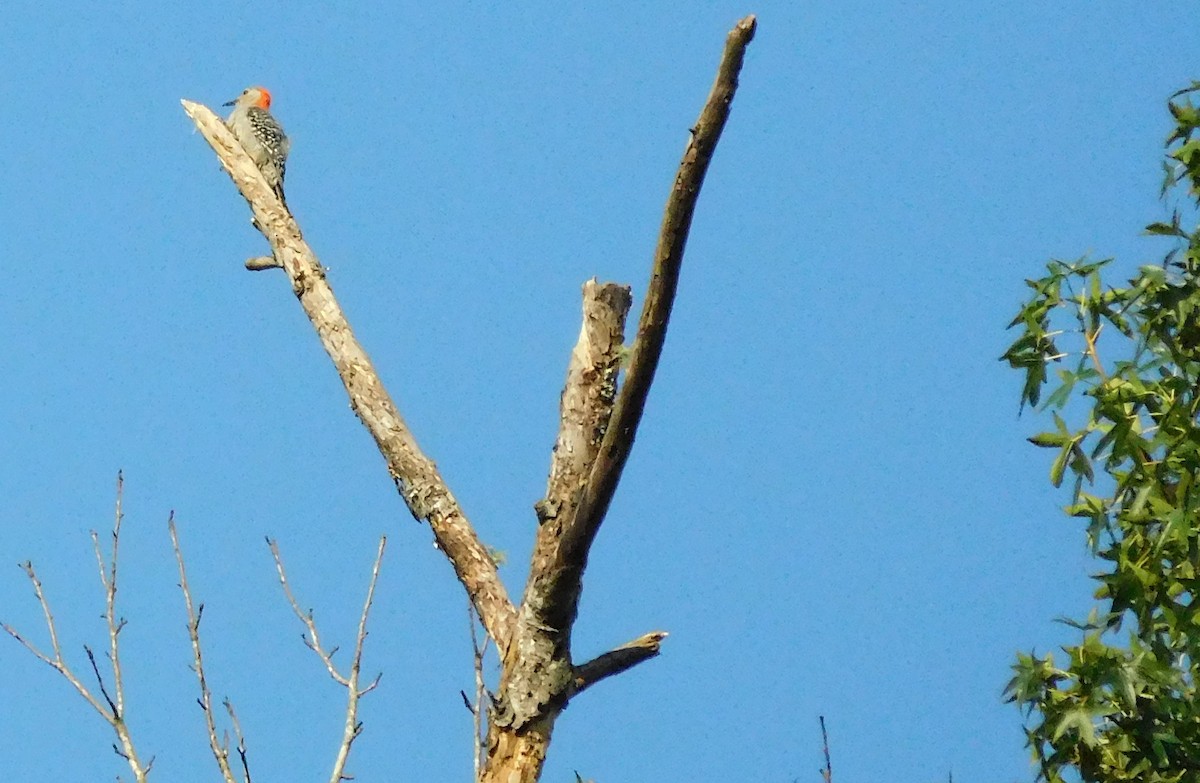 Red-bellied Woodpecker - LynnErla Beegle