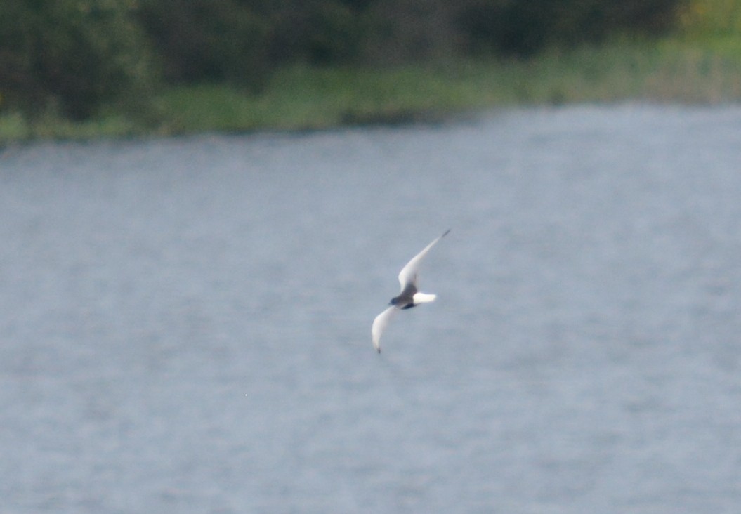 White-winged Tern - ML65707541