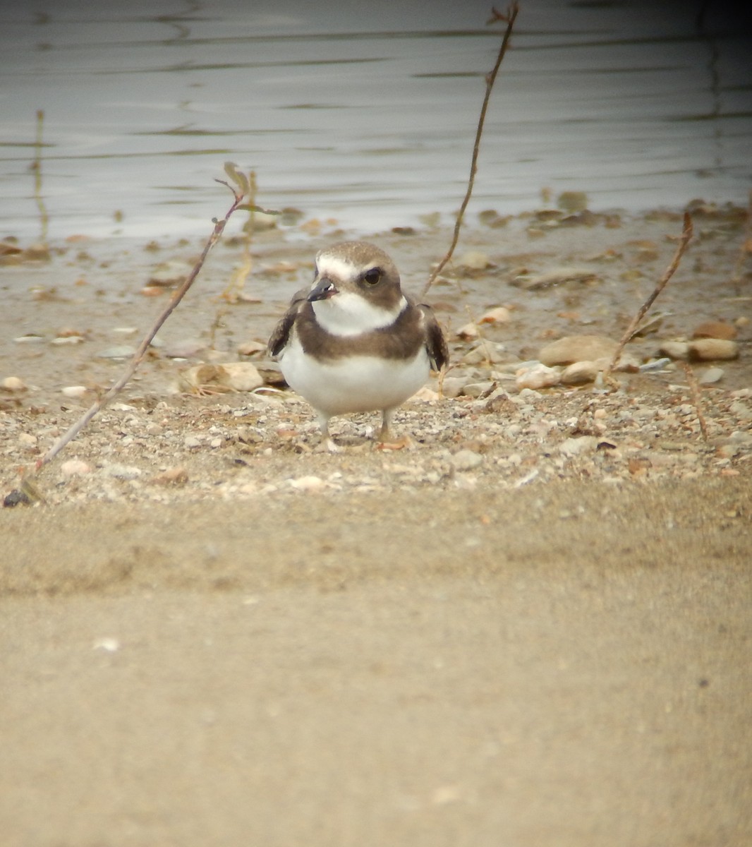 Semipalmated Plover - ML65709411