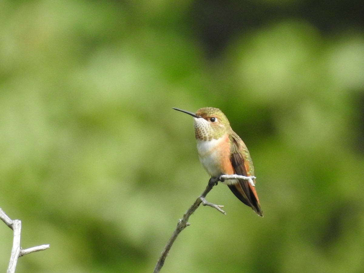 Rufous Hummingbird - ML65711411