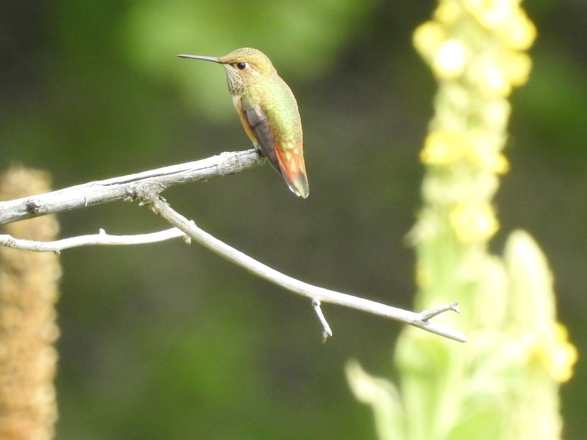 Rufous Hummingbird - Alan Ketcham