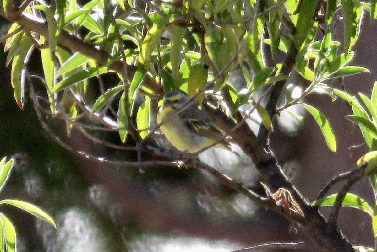 Yellow-fronted Canary - ML65712061