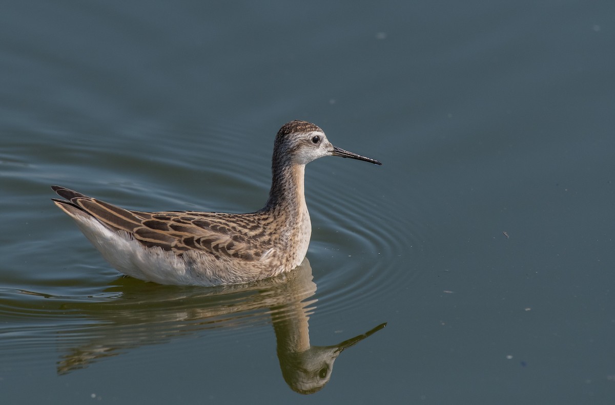 Wilson's Phalarope - Kevin Couture