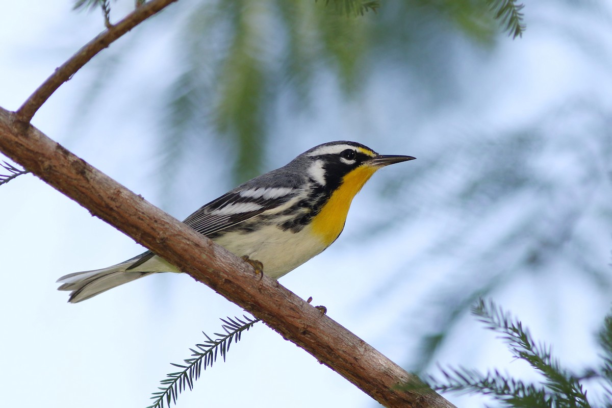 Yellow-throated Warbler - William Rivera