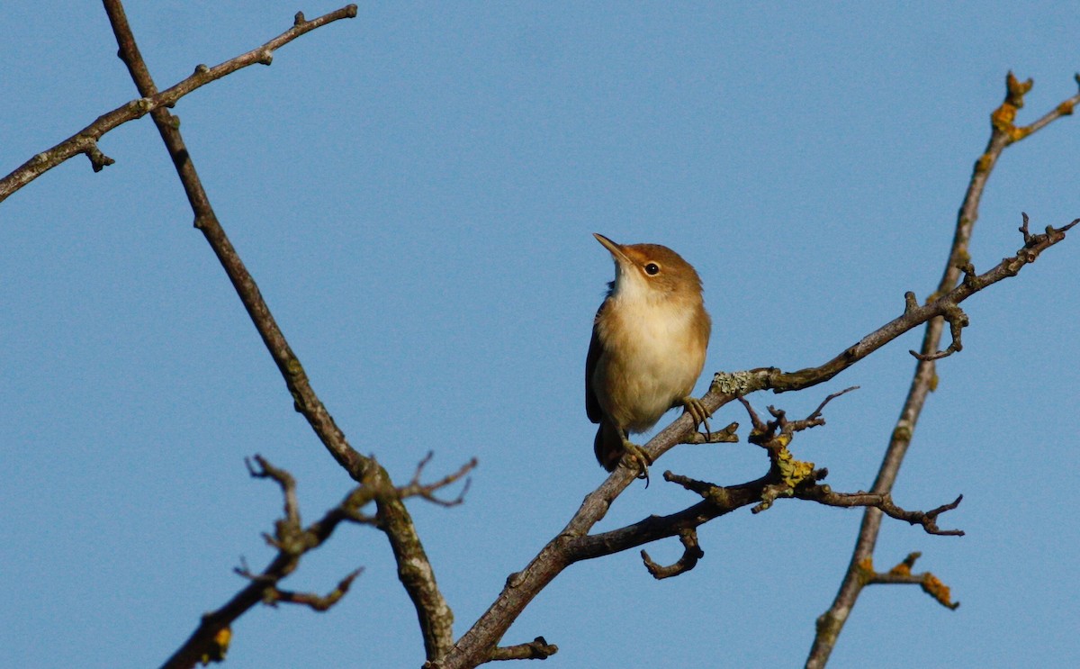 Common Reed Warbler - ML65716281