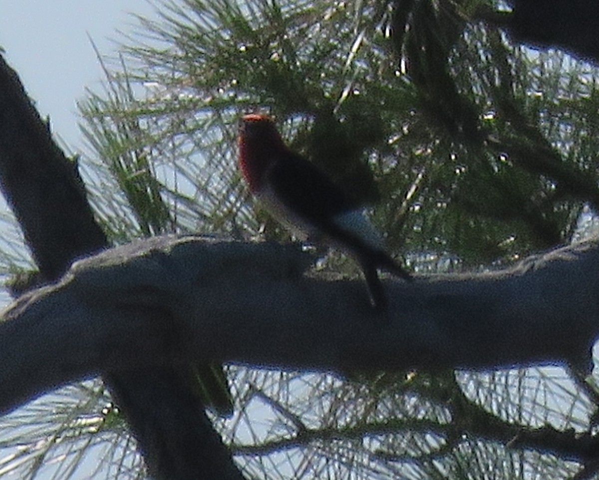 Red-headed Woodpecker - Robert Winter