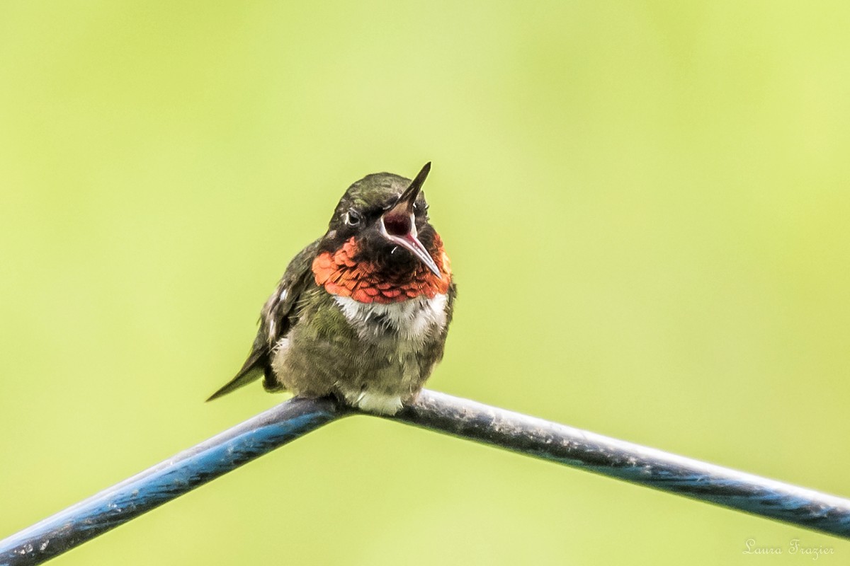 Ruby-throated Hummingbird - LAURA FRAZIER